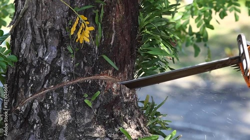 Man cuts tree felling Tree with Chainsaw.