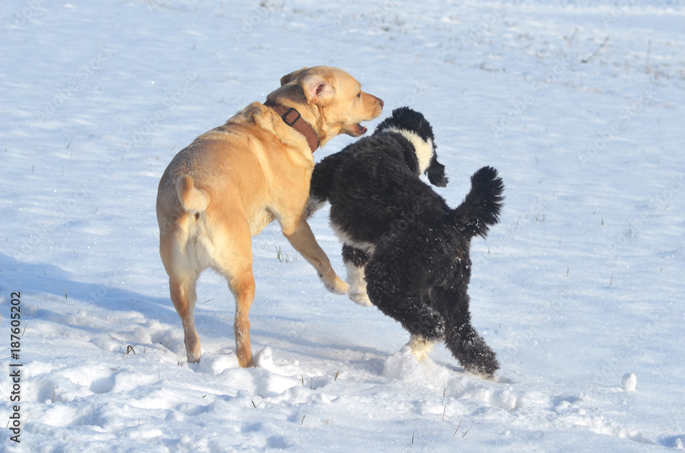Spielende Hunde im Schnee.