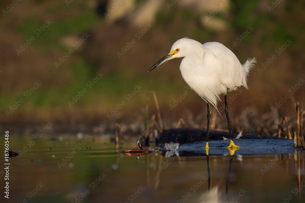 Great Erget (Ardea alba) close-up, Sutro Baths, San Francisco, California, United States, North America Great Erget (Ardea alba) close-up, Sutro Baths, San Francisco, California, United States, North America