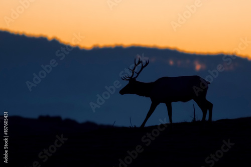Silhouetted tule elk buck (Cervus canadensis nannodes) at sunset, Point Reyes National Seashore, California, USA
