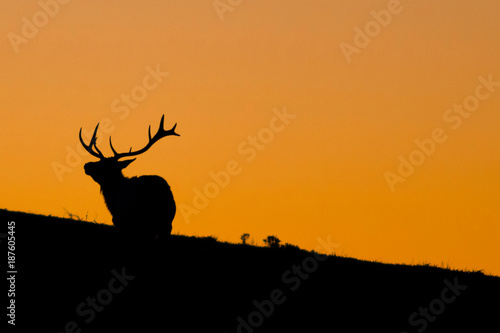 Silhouetted tule elk buck (Cervus canadensis nannodes) at sunset, Point Reyes National Seashore, California, USA