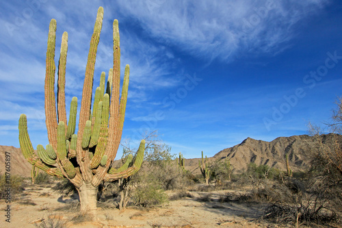 Large Elephant Cardon cactus or cactus Pachycereus pringlei, also known as the Mexican Giant Cardon Cactus at a desert landscape, Baja California Sur, Mexico