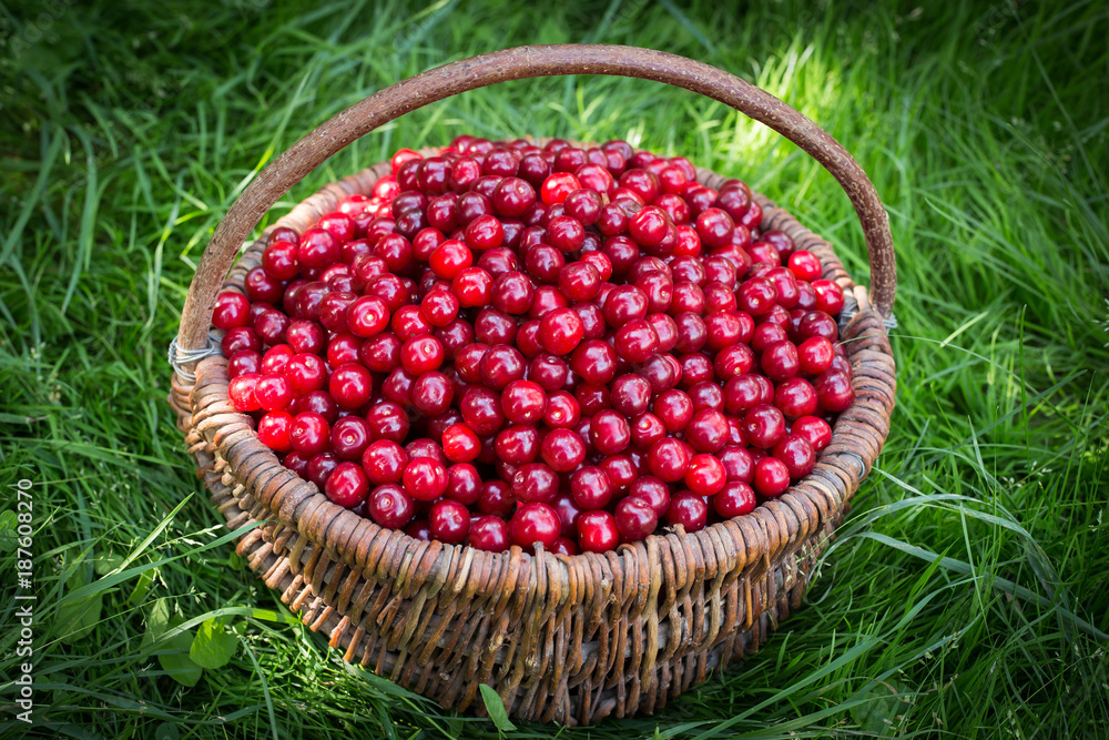 Basket with cherries standing on the grass Basket with cherries standing on the grass