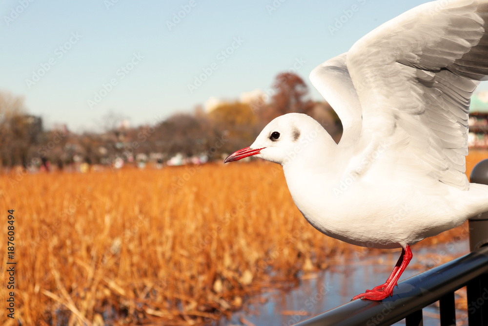Bird of Larus Ridibundus, aka. Yurikamome in Japan Bird of Larus Ridibundus, aka. Yurikamome in Japan