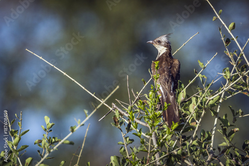 Levaillant's Cuckoo in Kruger National park, South Africa photo