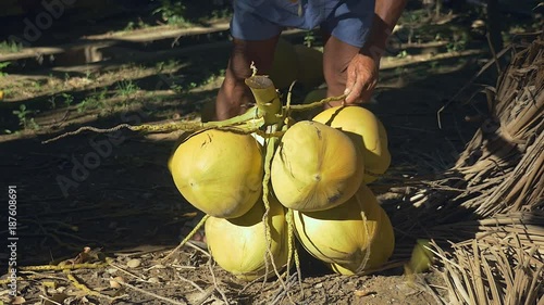 A coconut seller chopping stalks from a bunch of coconuts with his hatchet ( close up )