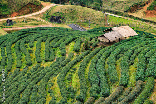 tea plantation