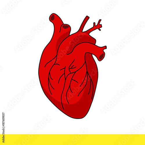 human red heart