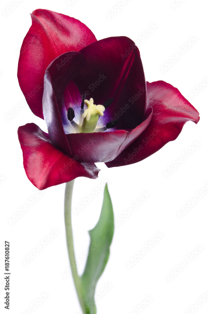 beautiful tulip isolated on white background beautiful tulip isolated on white background
