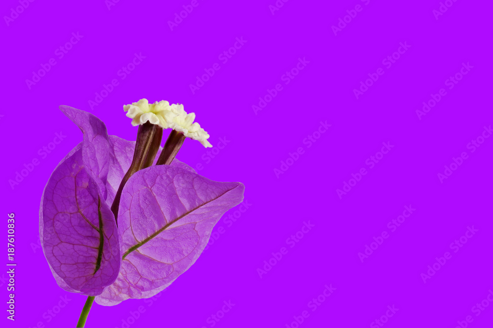 Ultraviolet Blossom - Bougainvillea glabra choisy - on ultraviolet background, macro shot, from left Ultraviolet Blossom - Bougainvillea glabra choisy - on ultraviolet background, macro shot, from left