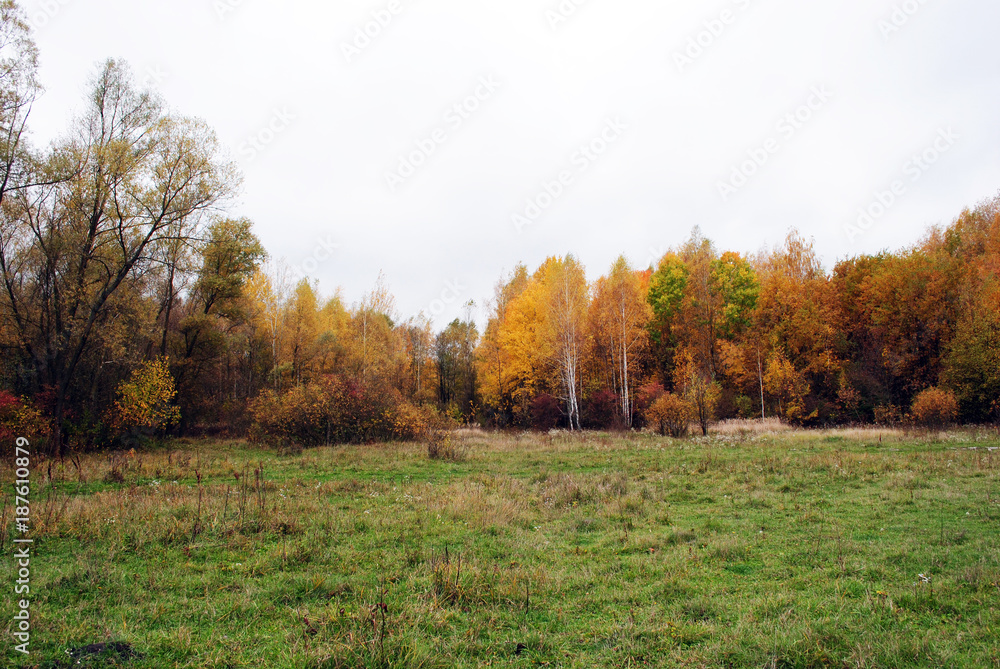 Green grass glade on the edge of the yellow birch forest, cloudy rainy sky, in Ukraine in autumn