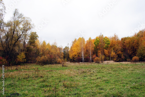 Green grass glade on the edge of the yellow birch forest, cloudy rainy sky, in Ukraine in autumn