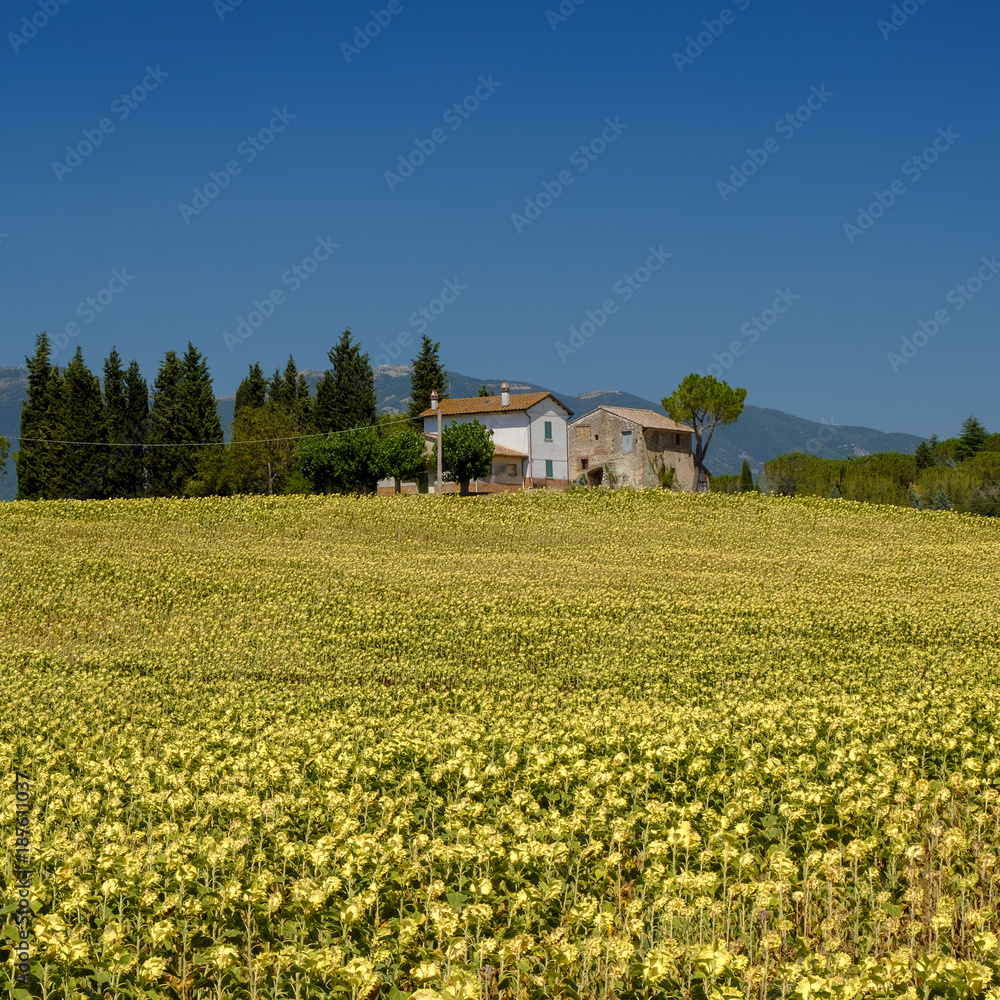 Typical farm in Umbria (Italy) at summer Typical farm in Umbria (Italy) at summer