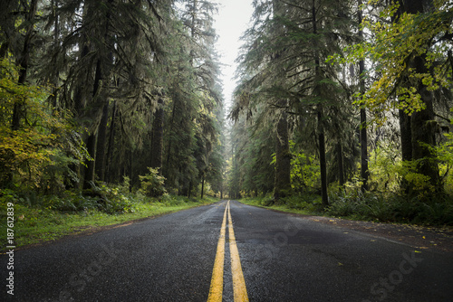 USA, Washington State, Hoh Rain Forest, Road photo