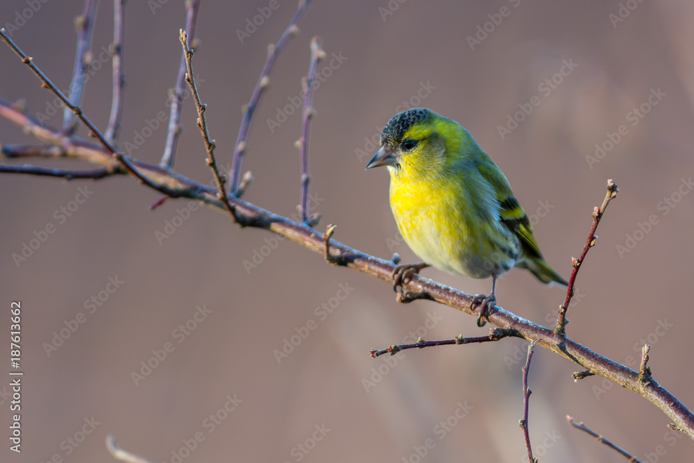 Eurasian siskin sitting on a branch Eurasian siskin sitting on a branch