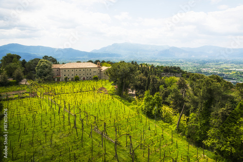 Italy  Lazio  Province of Frosinone  vineyard near Cassino