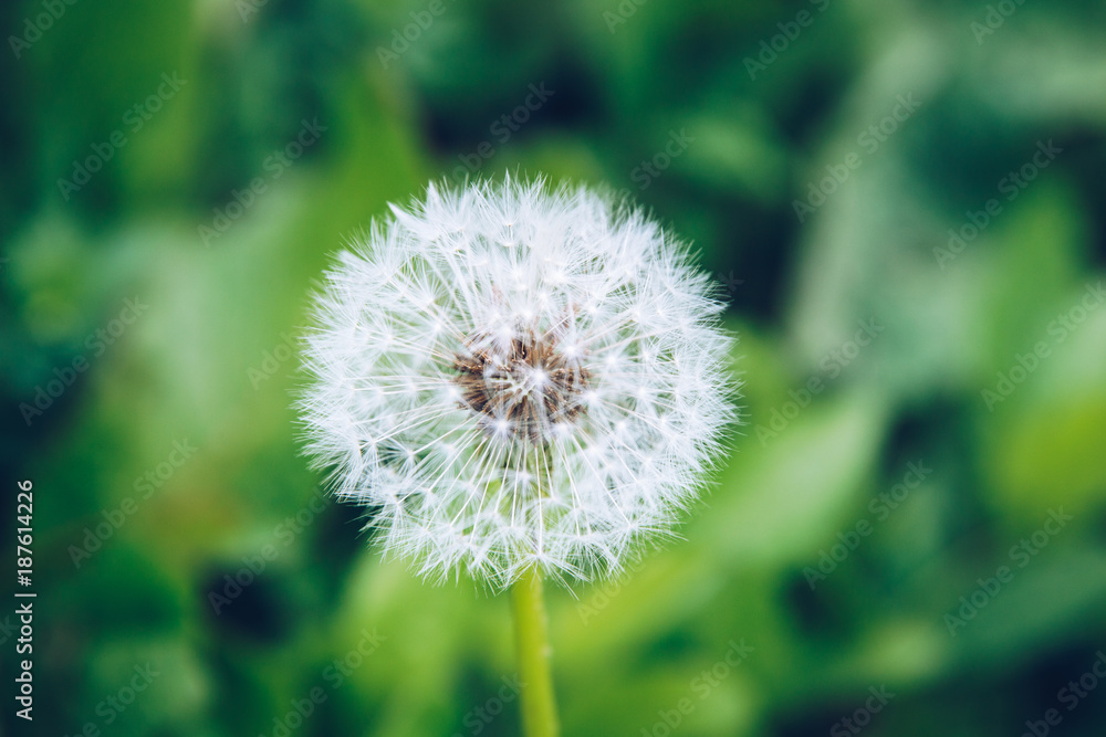 Top view of a common dandelion Taraxacum officinale, a flowering herbaceous perennial plant of the family Asteraceae. The round ball of silver tufted fruits is called a blowball or clock Top view of a common dandelion Taraxacum officinale, a flowering herbaceous perennial plant of the family Asteraceae. The round ball of silver tufted fruits is called a blowball or clock