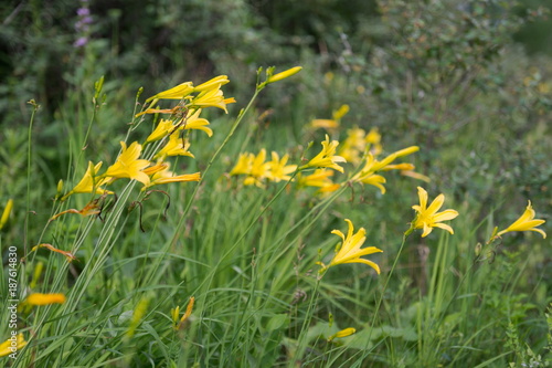 Of wild yellow lilies blooming in the woodland meadow.