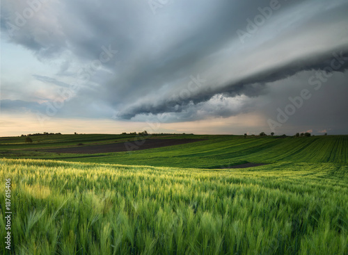 Cyclone on the field. Beautiful natural landscape in the summer time