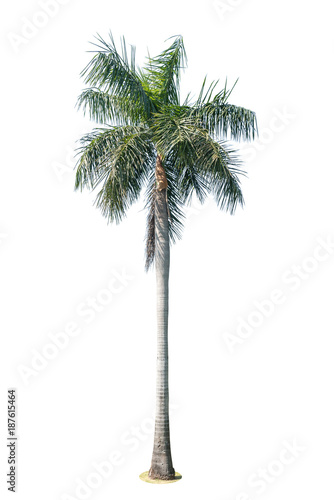 Coconut palm tree isolated on white background.