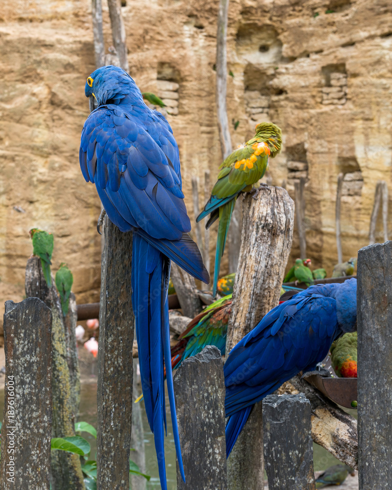 Fototapeta premium Hyacinth macaw parrot