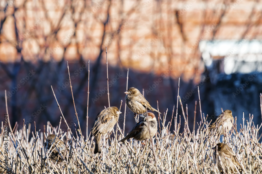 Sparrows sitting on a branch. Sparrows sitting on a branch.