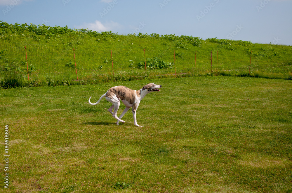 Obraz premium ウィペット（whippet）