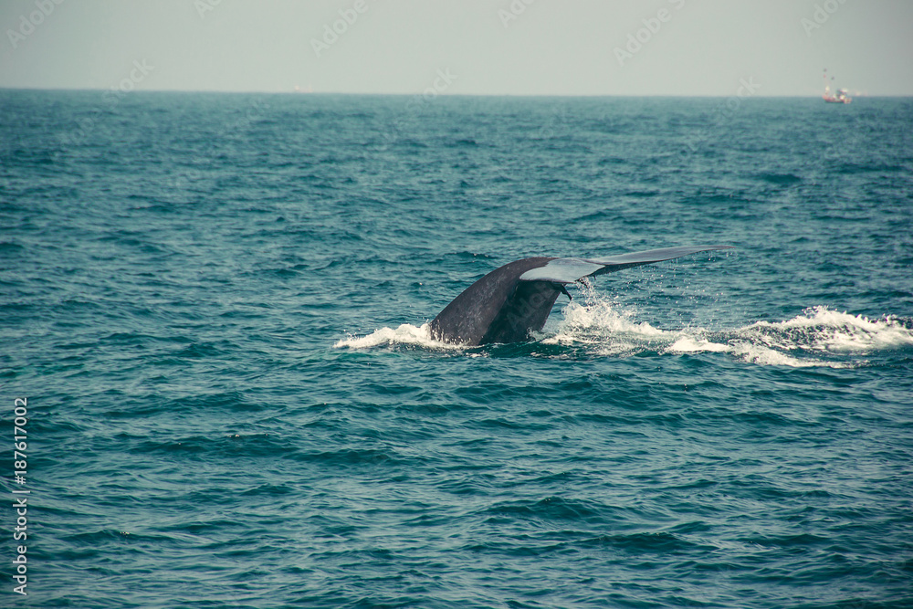 Naklejka premium Blue whale tail diving deep, indian ocean. Wildlife nature background. Tourist impression. Adventure travel, tourism industry. Mirissa, Sri Lanka. Protection concept. Explore world. Space for text