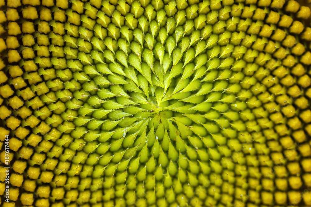 Naklejka premium Spiral pattern in the center of beautiful sunflower close up showing neatly and methodically arrangement of nature creation in shallow depth-of-field.