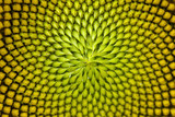 Spiral pattern in the center of beautiful sunflower close up showing neatly and methodically arrangement of nature creation in shallow depth-of-field.
