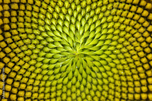 Spiral pattern in the center of beautiful sunflower close up showing neatly and methodically arrangement of nature creation in shallow depth-of-field.