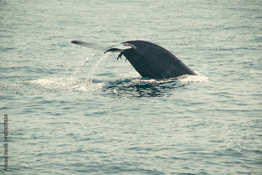Fototapeta premium Massive dripping whale tail fin in indian ocean. Wildlife nature background. Adventure travel, tourism industry. Mirissa, Sri Lanka. Protection concept. Explore world. Tourist Attraction. Copy space