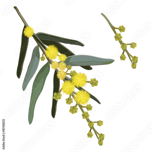 Yellow Wattle Vector Illustration on White Background