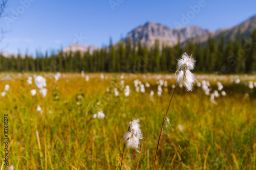Beautiful meadow landscape in Rocky Mountains in Canada on sunny day