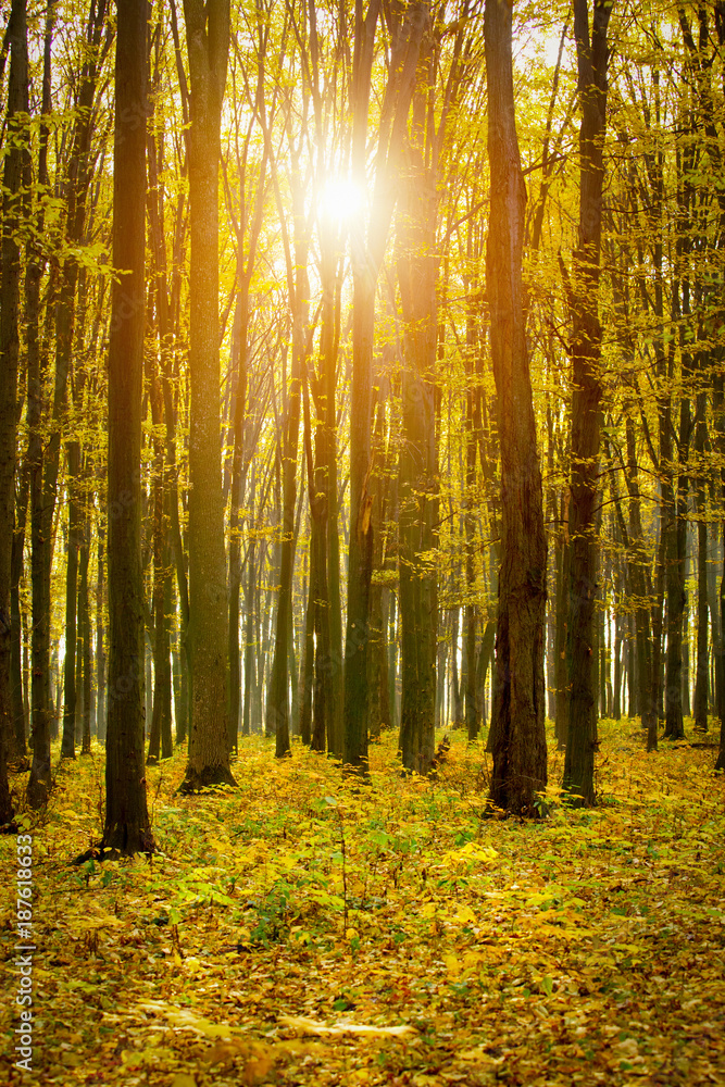 Fototapeta premium Golden autumnal forest with sunbeams