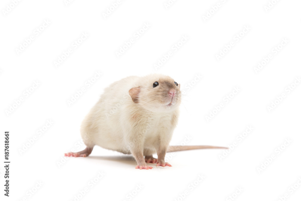 rat close-up isolated on white background rat close-up isolated on white background