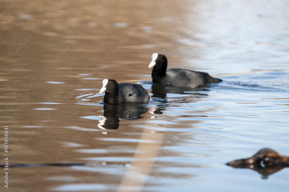 Fototapeta premium Eurasian Coot, Fulica atra