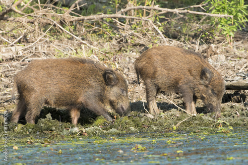 Wild Boar Cubs searching food on water shore