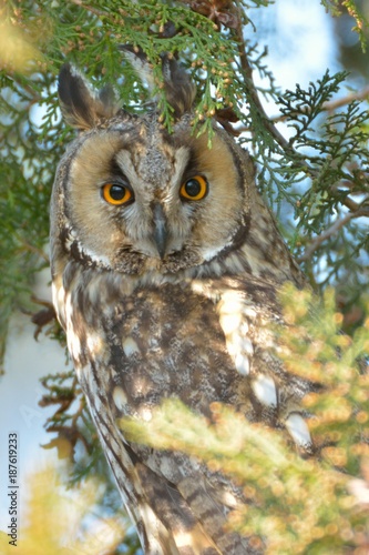 Long Eared Owl on fir tree