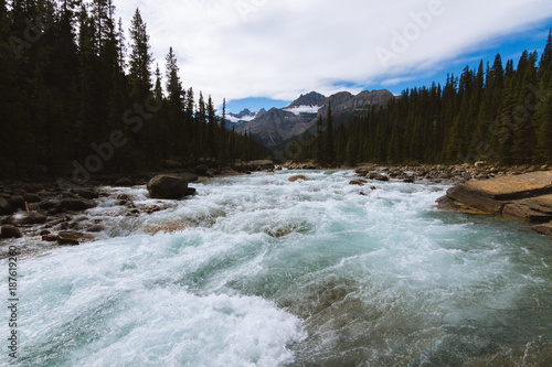Glacier river with rapids through forest in Rocky Mountains, Jasper