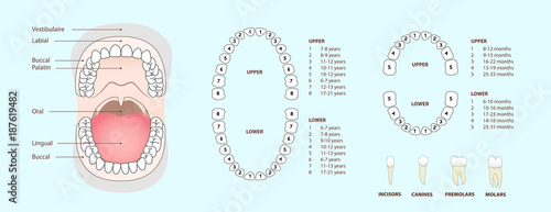 Photo Set of human tooth & jaw anatomy, location of teeth in humans - adult & children, template & concept for dental clinic