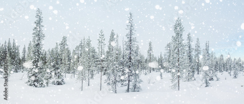 Winter panorama with a snow covered arctic fir trees. © Modella