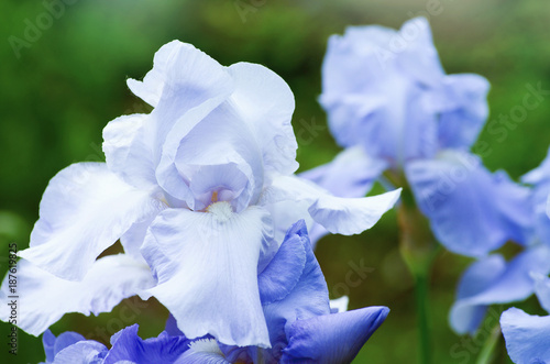 Fototapeta Naklejka Na Ścianę i Meble -  Close up of purple iris flowers