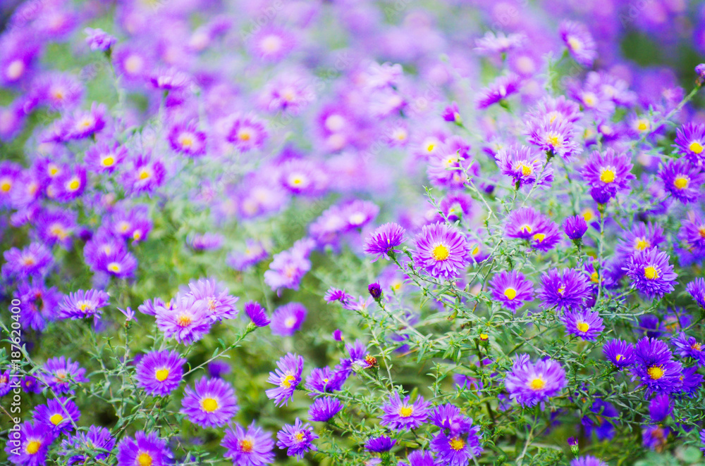 Naklejka premium A photo of chrysanthemum flowers in an autumn garden.