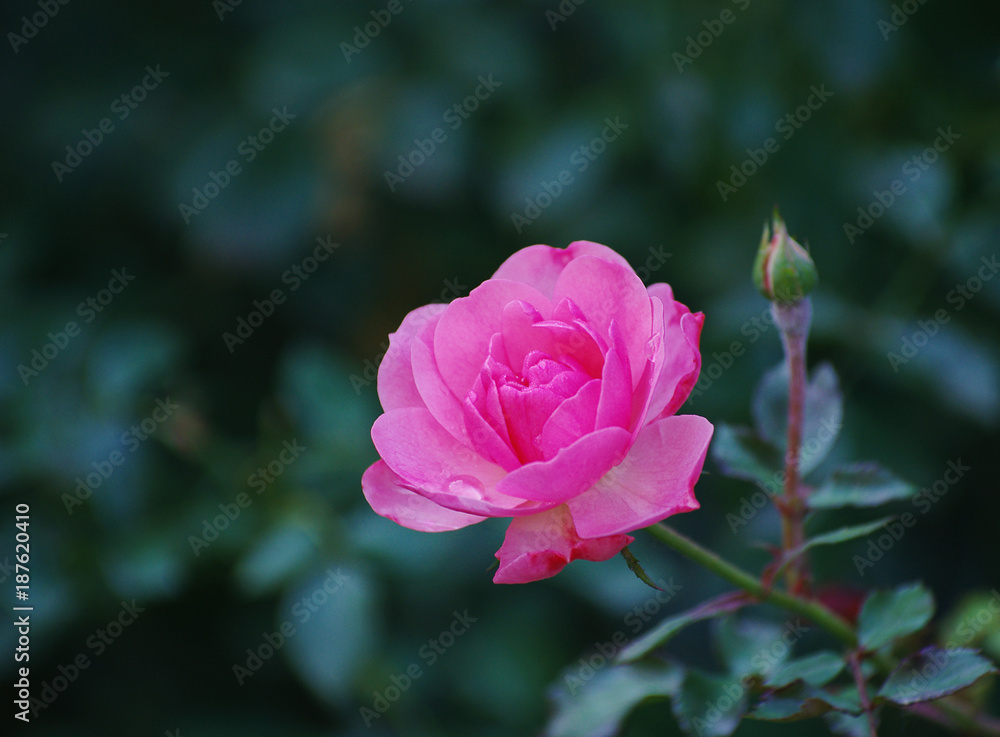 Beautiful pink rose in a garden Beautiful pink rose in a garden