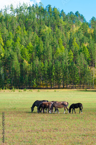 grazing horses