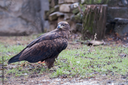 Steppe eagle. At the local zoo.