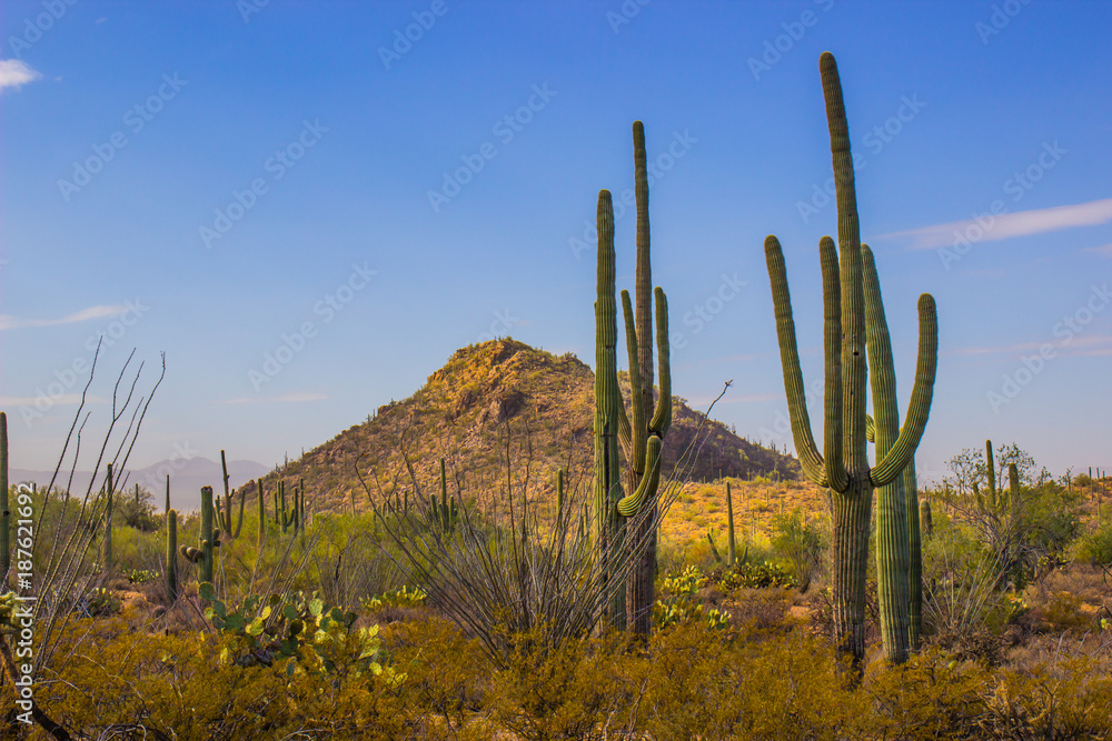 Saguaro Cactus In Arizona Desert