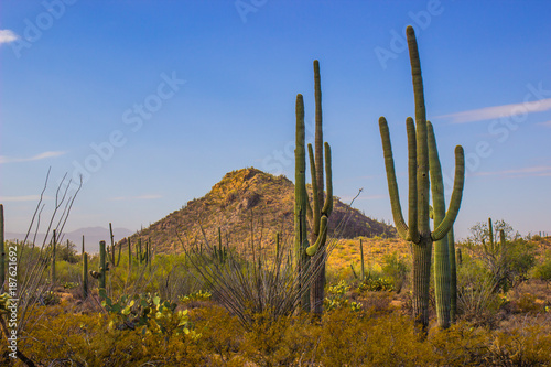 Saguaro Cactus In Arizona Desert © Tom