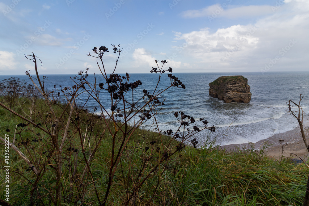 Marsden Rock from Cliff with flora Marsden Rock from Cliff with flora